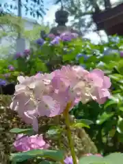 妙楽寺(神奈川県)