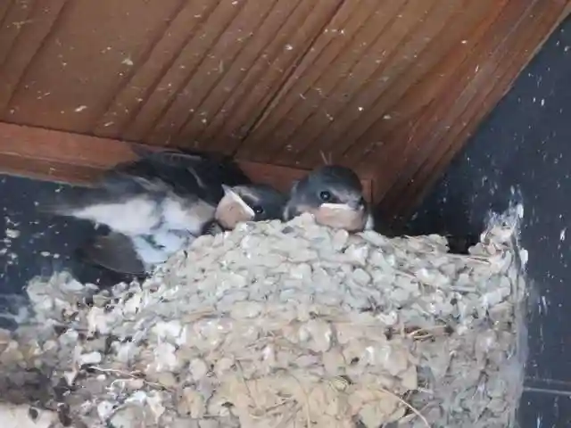 伊勢神宮内宮(皇大神宮)(三重県)