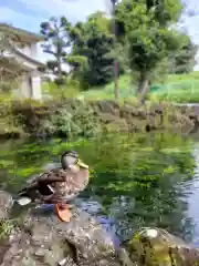 富士山本宮浅間大社の動物