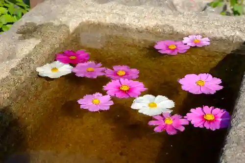 般若寺 ❁﻿コスモス寺❁の手水舎