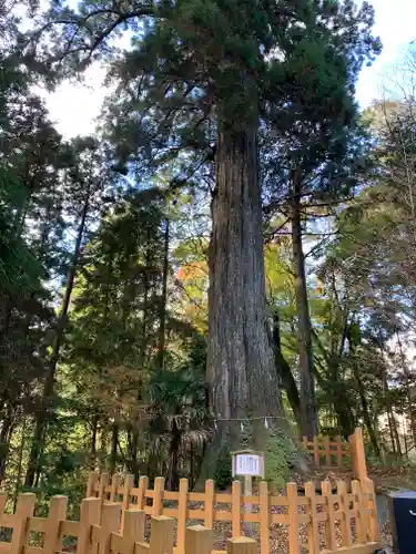 須山浅間神社の自然
