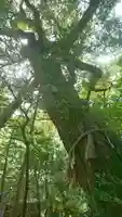 大野神社の自然