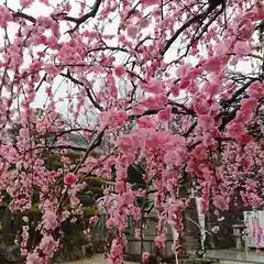 岡崎天満宮の自然