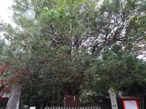 熊野速玉大社の自然