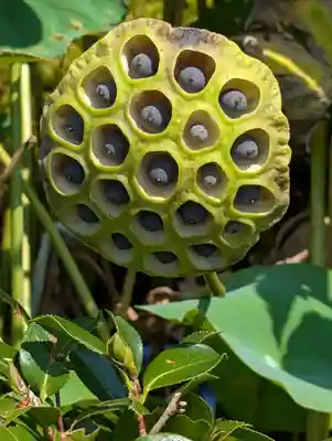 孝道山(神奈川県)