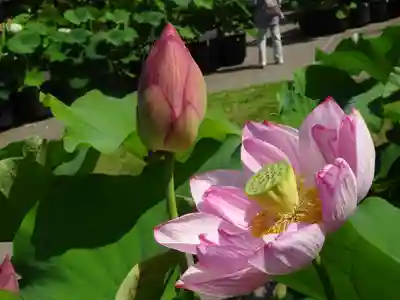 法音寺の自然