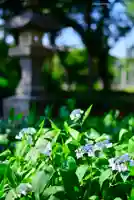 指扇氷川神社(埼玉県)