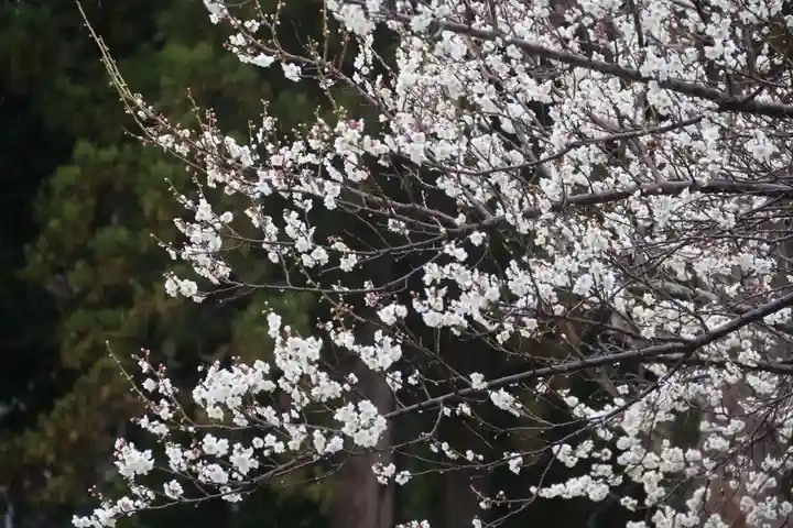 隠津島神社の自然