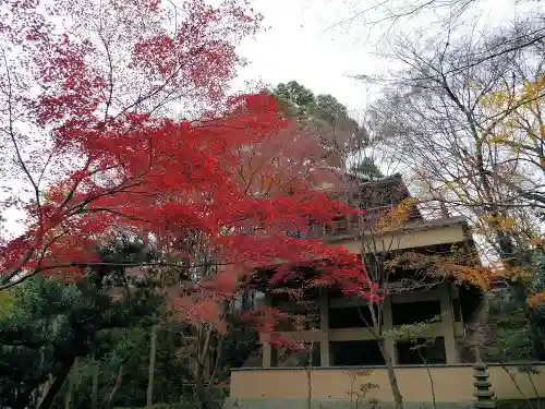 今熊野観音寺の自然