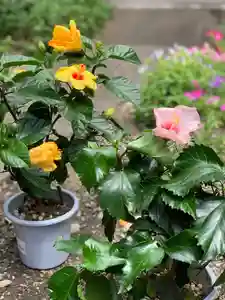 紫雲山 大泉寺(京都府)(2021年07月18日(日) 13時33分12秒投稿)