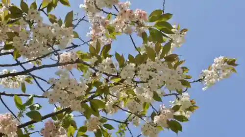 白峯神宮の自然