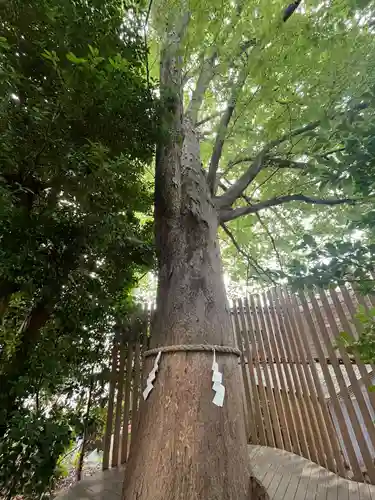 鎮守氷川神社の体験その他