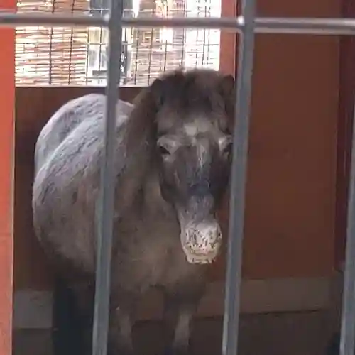 神田神社（神田明神）の動物