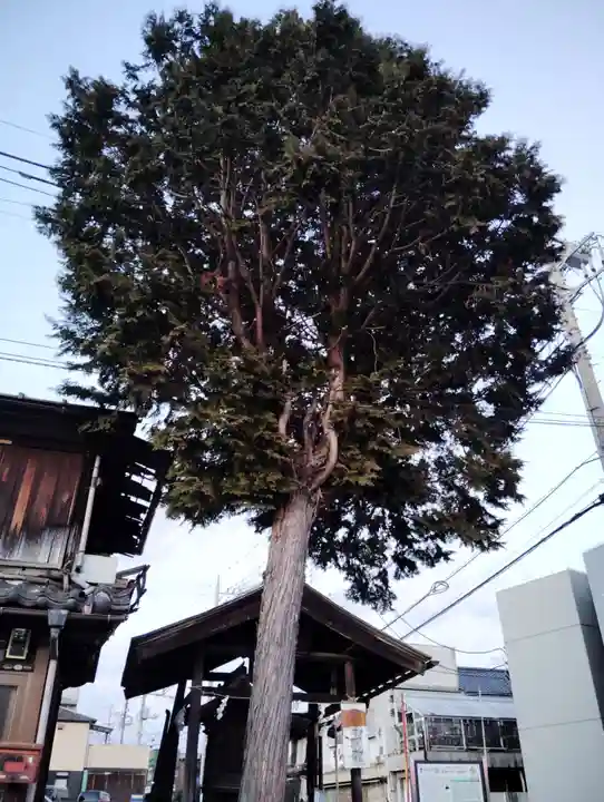 清瀧神社の自然