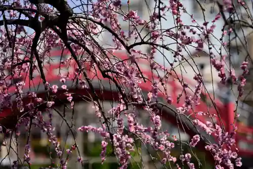 亀戸天神社(東京都)