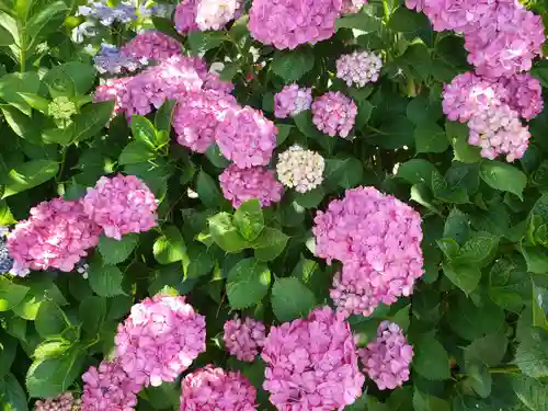 佐野神社の自然