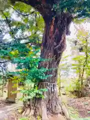 大鷲神社の自然