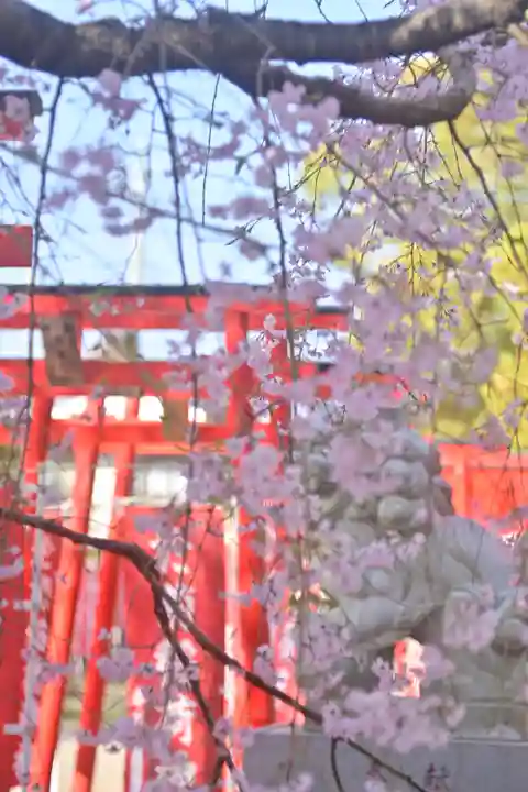 於菊稲荷神社の自然