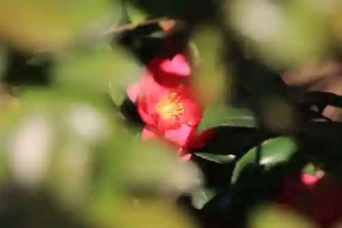 豊景神社の自然