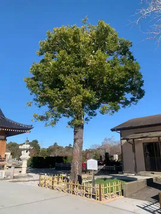 妙本寺(千葉県)
