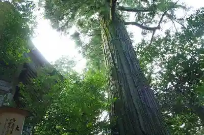 須佐神社の自然