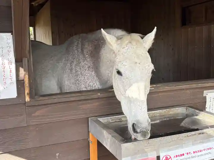 鹿児島神宮(鹿児島県)