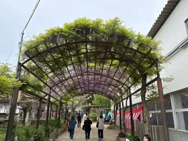 葛井寺の{uncategorized: "未分類", other: "その他", undefined: "問題あり", building: "その他建物", grave: "お墓", sacred_gate: "鳥居", guardian: "狛犬", statue: "像", buddha: "仏像", history: "歴史", nature: "自然", garden: "庭園", animal: "動物", pagoda: "塔", temizu: "手水舎", mountain_gate: "山門・神門", sanctuary: "本殿・本堂", subordinate: "末社・摂社", art: "芸術", scenery: "景色", jizo: "地蔵", ema: "絵馬", goshuin: "御朱印", omikuji: "おみくじ", items: "授与品その他", amulet: "お守り", goshuincho: "御朱印帳", eats: "食事", festival: "お祭り", votive_dance: "神楽", shichigosan: "七五三参", wedding: "結婚式", experience: "体験その他", initially: "初詣", around: "周辺", anti_infection: "感染症対策"}
