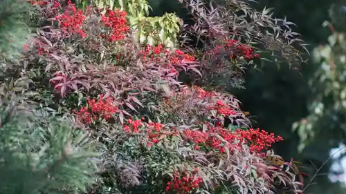 御香宮神社の自然