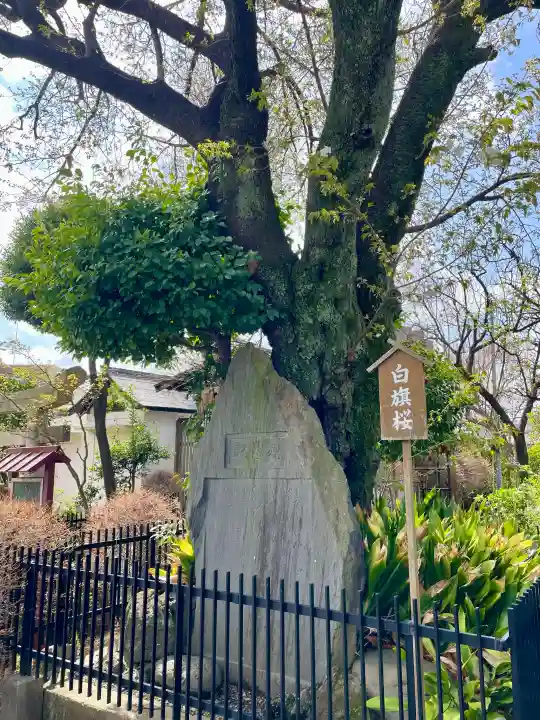 白山神社の{uncategorized: "未分類", other: "その他", undefined: "問題あり", building: "その他建物", grave: "お墓", sacred_gate: "鳥居", guardian: "狛犬", statue: "像", buddha: "仏像", history: "歴史", nature: "自然", garden: "庭園", animal: "動物", pagoda: "塔", temizu: "手水舎", mountain_gate: "山門・神門", sanctuary: "本殿・本堂", subordinate: "末社・摂社", art: "芸術", scenery: "景色", jizo: "地蔵", ema: "絵馬", goshuin: "御朱印", omikuji: "おみくじ", items: "授与品その他", amulet: "お守り", goshuincho: "御朱印帳", eats: "食事", festival: "お祭り", votive_dance: "神楽", shichigosan: "七五三参", wedding: "結婚式", experience: "体験その他", initially: "初詣", around: "周辺", anti_infection: "感染症対策"}