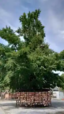 今戸神社(東京都)