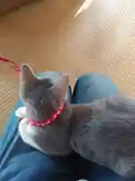 高司神社〜むすびの神の鎮まる社〜(福島県)