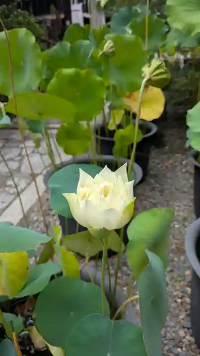 行願寺(革堂)(京都府)