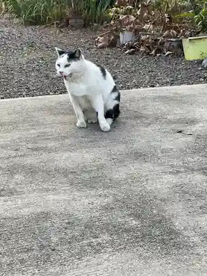 一心寺・一心禅寺の動物