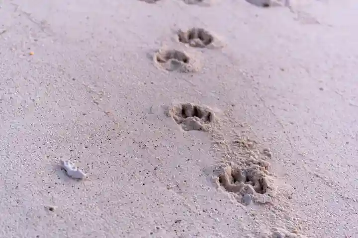宮古神社(沖縄県)