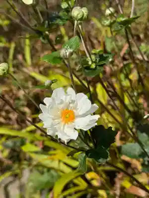 開成山大神宮(福島県)