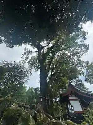 鹿児島神宮(鹿児島県)