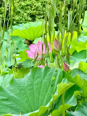 東寺（教王護国寺）(京都府)