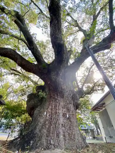 闘鶏神社の自然