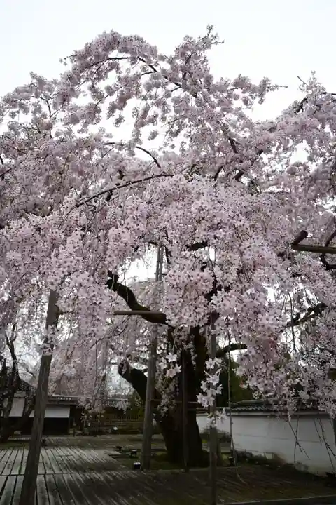 三宝院(三宝院門跡)(京都府)