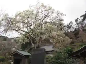 即清寺(東京都)(2021年03月20日(土) 17時08分36秒投稿)
