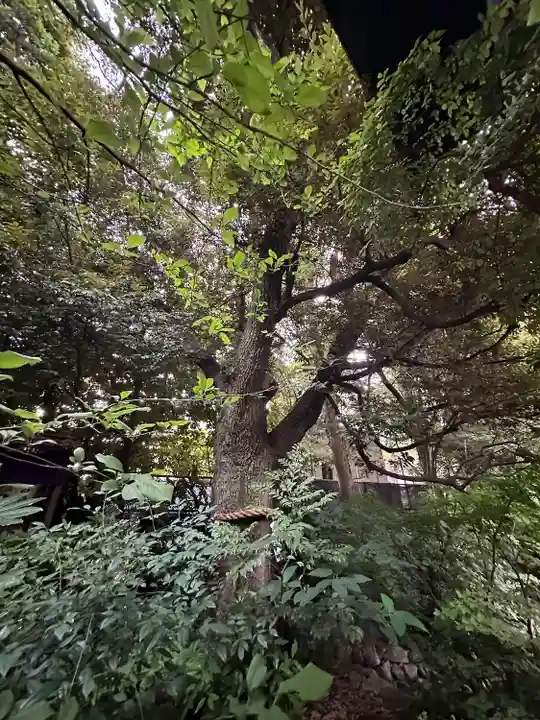 東京大神宮の自然