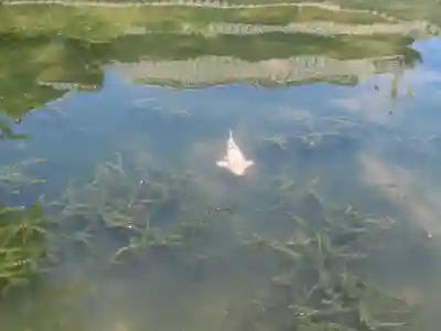 備中国總社(岡山県)