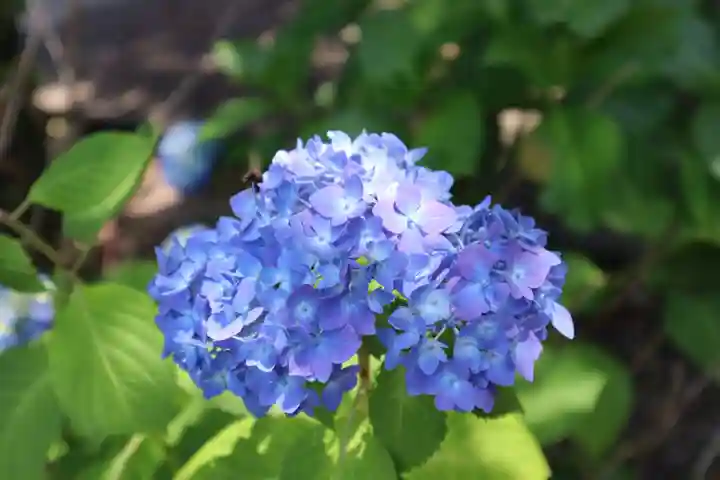 高麗神社の自然