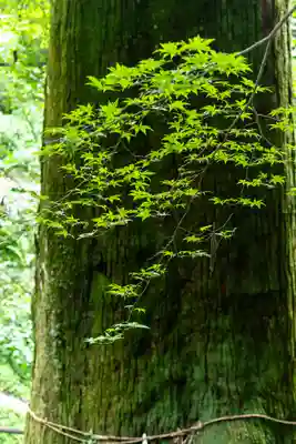 草部吉見神社(熊本県)