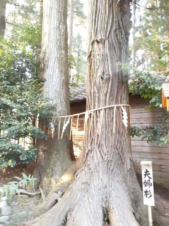 坪沼八幡神社の自然
