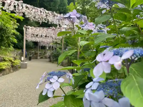 川越氷川神社(埼玉県)
