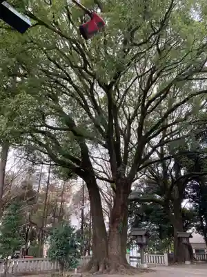 洲崎大神(神奈川県)