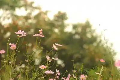 般若寺 ❁﻿コスモス寺❁(奈良県)