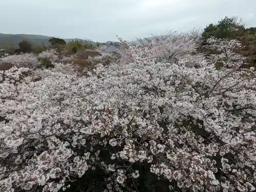 将軍塚青龍殿（青蓮院門跡）(京都府)