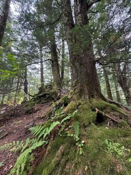 穂高神社奥宮の自然